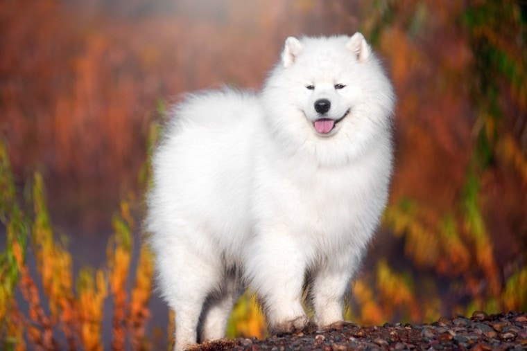 在美丽的森林中的白色萨摩狗