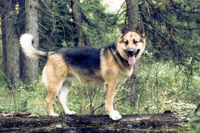 森林中的美国阿尔萨斯犬