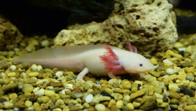 axolotl使好宠物