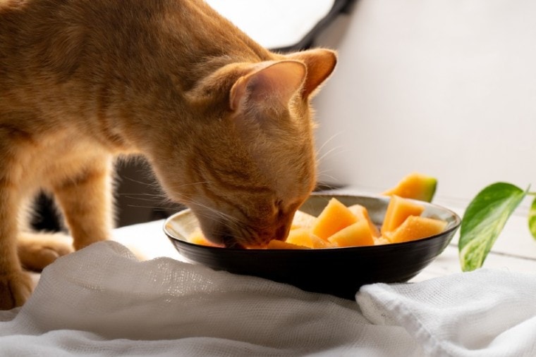 猫吃西瓜
