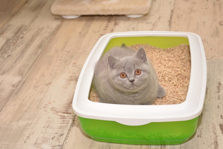 猫砂盒/ lilia Solonari_Shutterstock