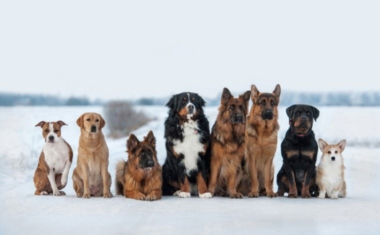 不同的狗在雪地上，独万博matext手机官网特的母狗名字独特的公狗名字