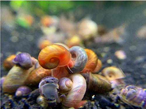 喀山水混合颜色Ramshorn蜗牛实际