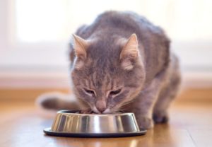 一只猫在吃干猫粮