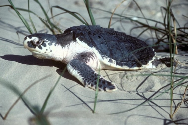 海龟在沙滩上