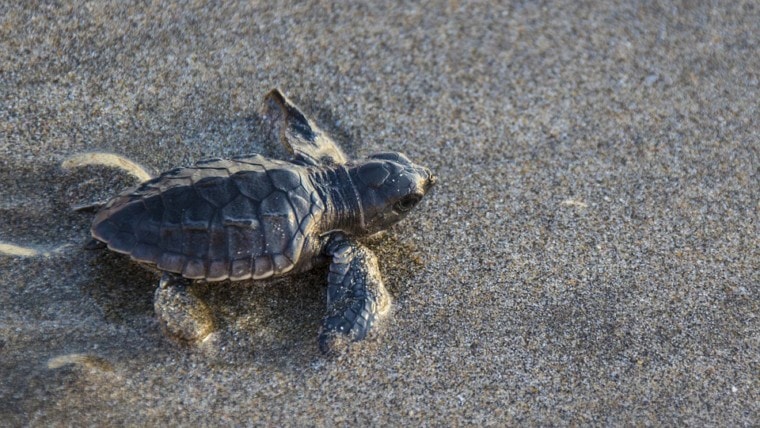 小乌龟在沙滩上