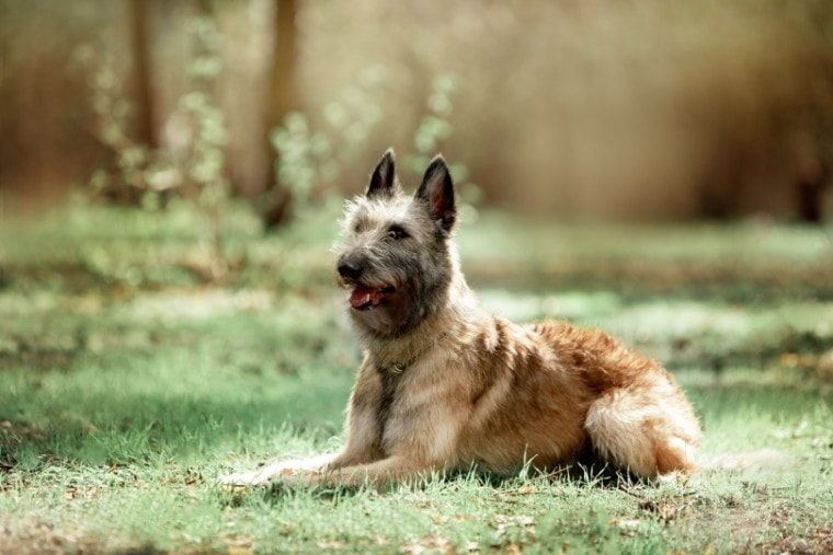 比利时牧羊犬lakenois_marry Kolesnik_Shutterstock