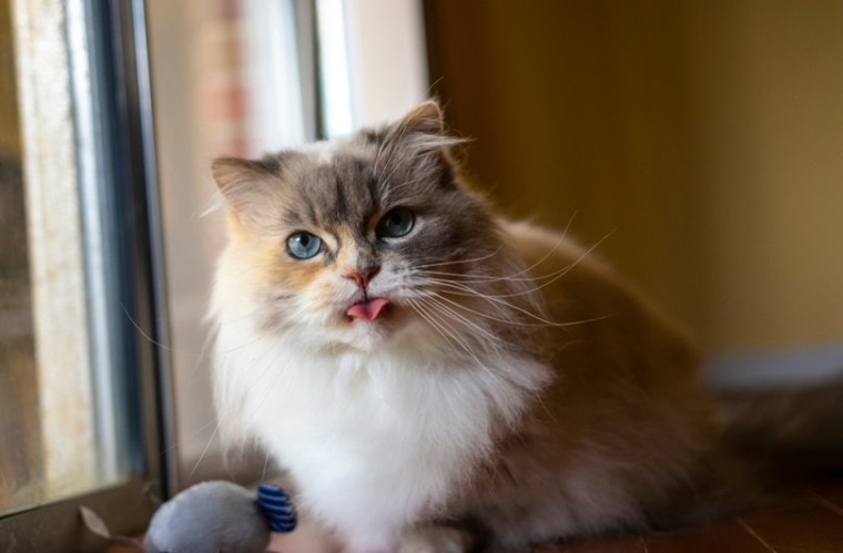 蓝眼睛的拿破仑米诺特cat_daves家用cats_shutterstock2
