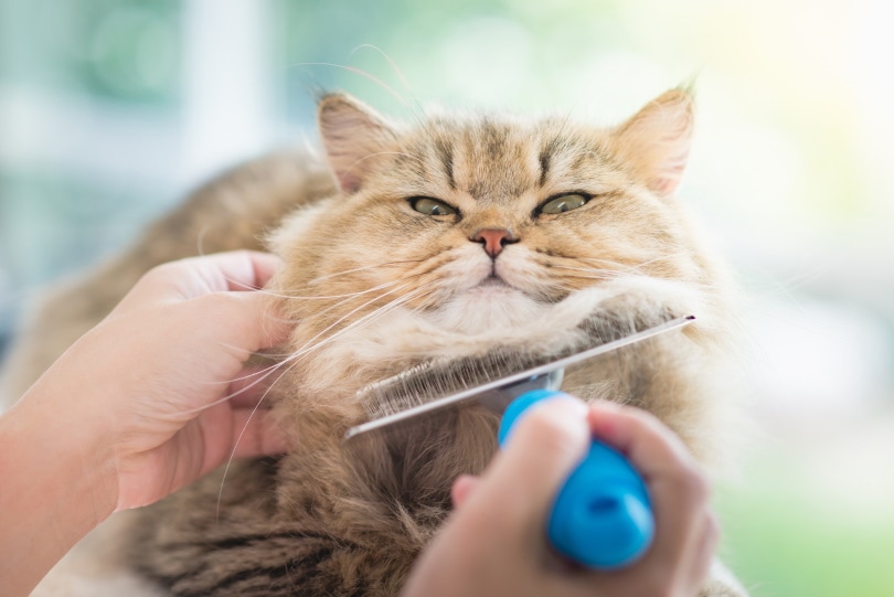 猫刷牙
