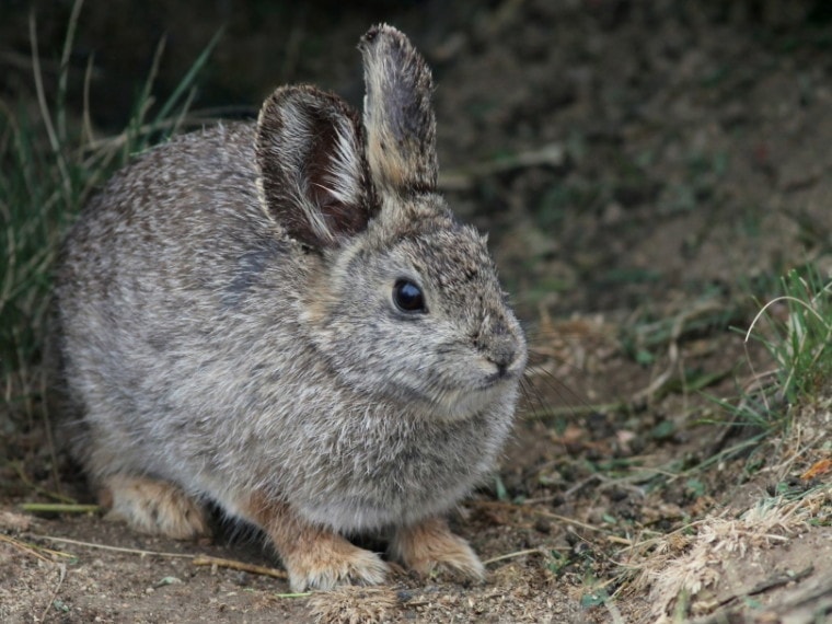 哥伦比亚盆地侏儒兔子