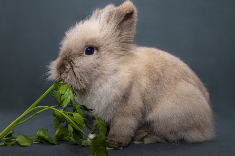 兔子吃蔬菜