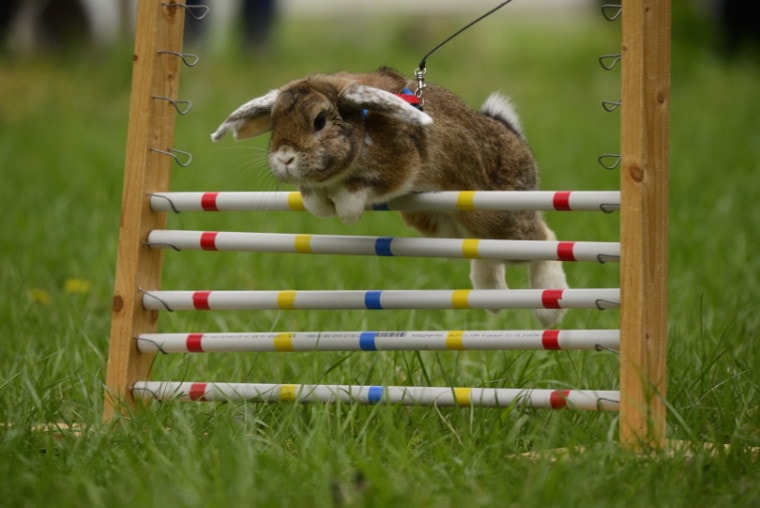 兔子jumping_anitram_Shutterstock