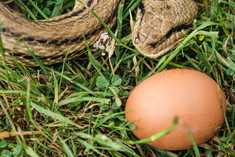 蛇和鸡蛋