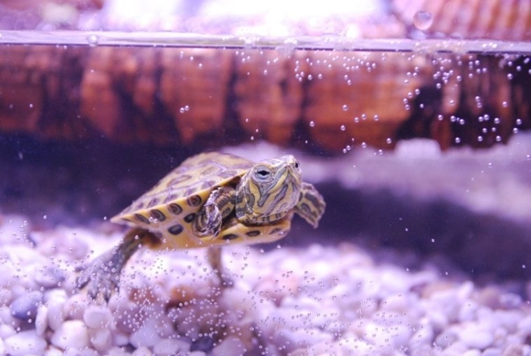 Turtle Aquarium_piqsels.