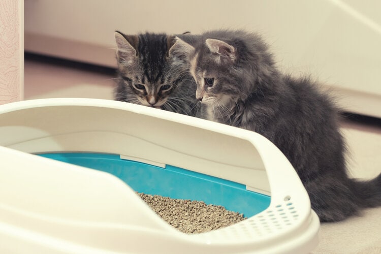 两只小猫在用猫砂盆