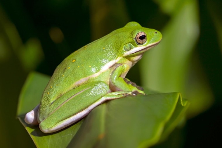 美国绿树青蛙