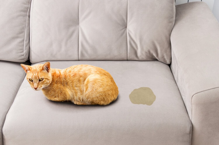 猫在沙发上撒尿