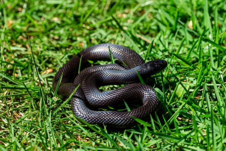 草中的墨西哥黑王蛇