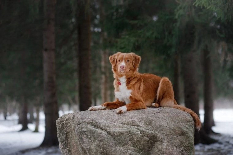 新斯科舍省鸭子电话猎犬坐在岩石上