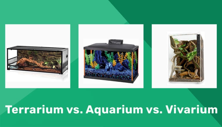 Terrarium vs. Aquarium vs. Vivarium特色图片2