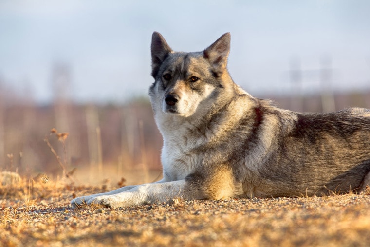 一个东西伯利亚莱卡犬