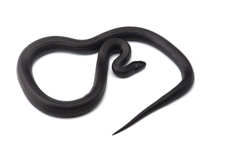 黑奶蛇