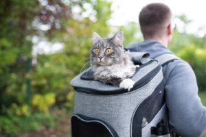 背包里的猫