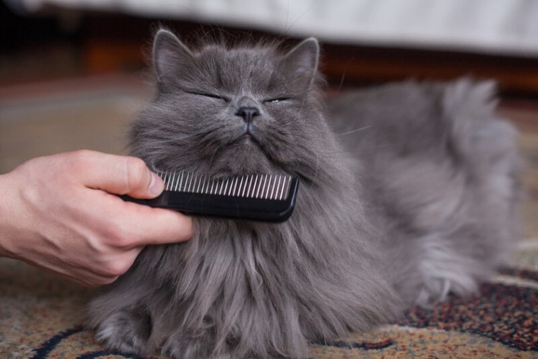 长毛的灰猫被梳理的快乐的人类