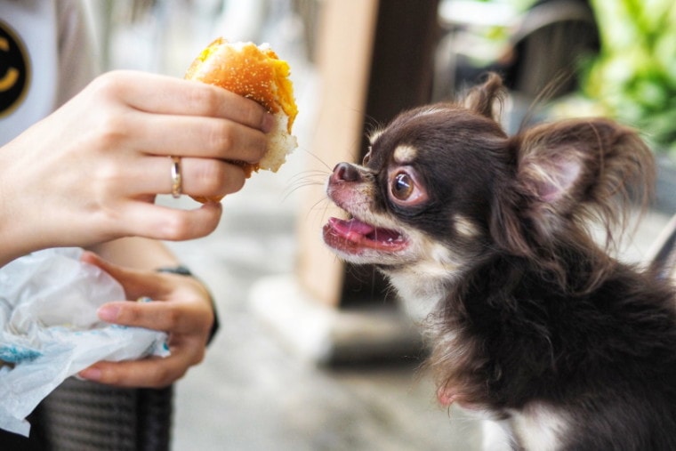 奇瓦瓦犬品种吃人类食物