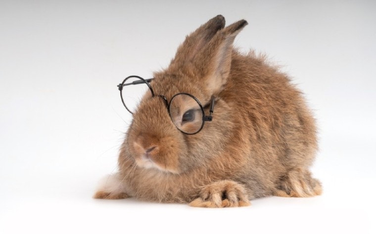 可爱的棕色兔子戴着眼镜