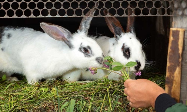 喂两只雄性兔子