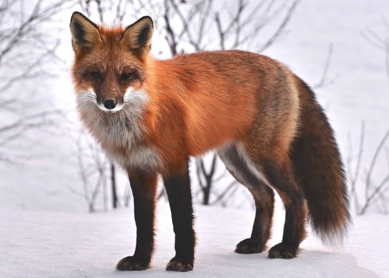 狐狸站在雪地上