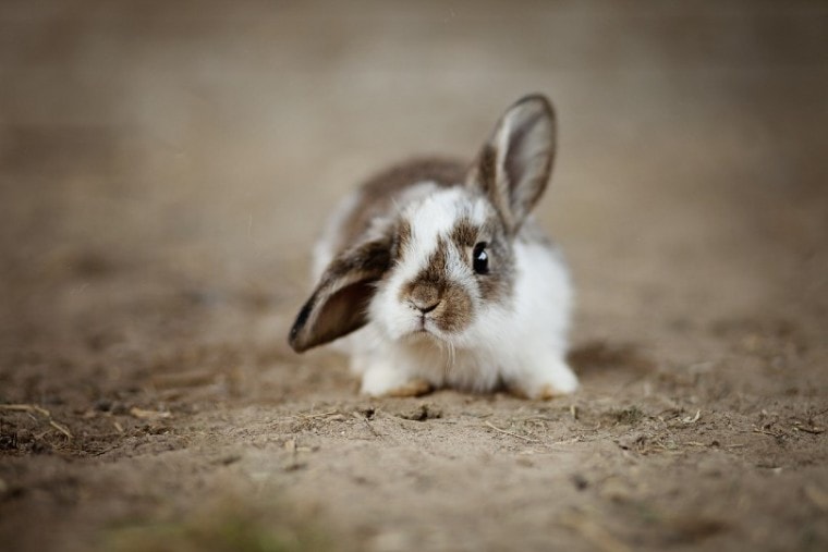 一只耳朵朝上的兔子