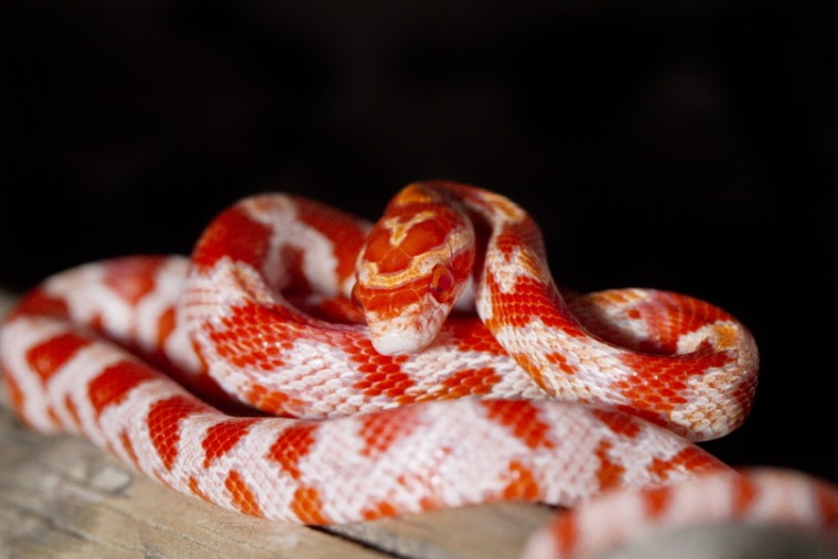 红玉米蛇