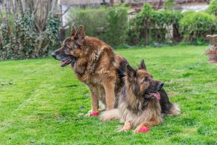 后院的两个德国牧羊犬