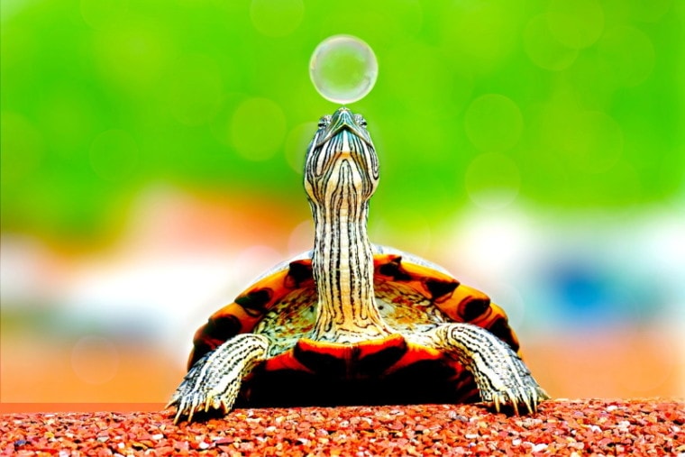 一只乌龟吹泡泡