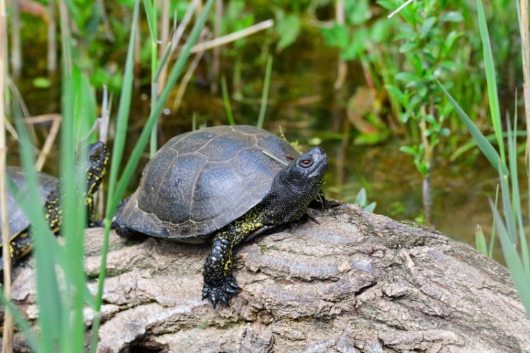 岩石中的欧洲池塘龟