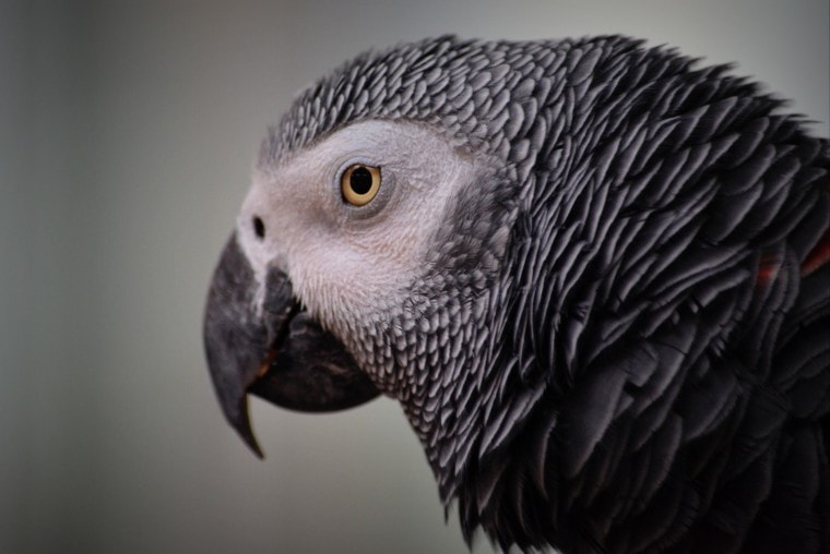 灰色金刚鹦鹉-侧视图特写_pixabay