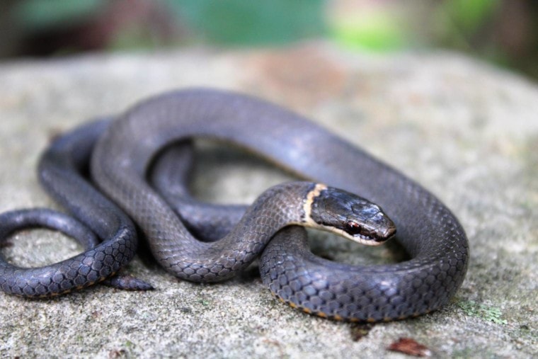 Ring-necked蛇