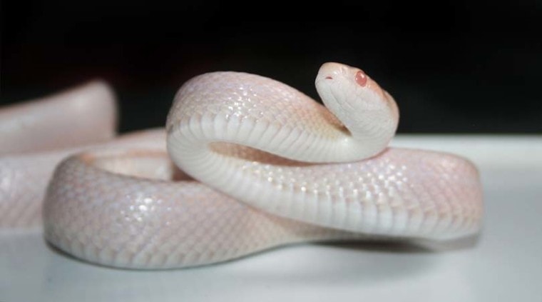 白玉米蛇