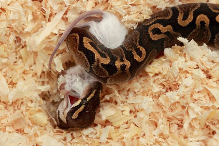 球python吃老鼠