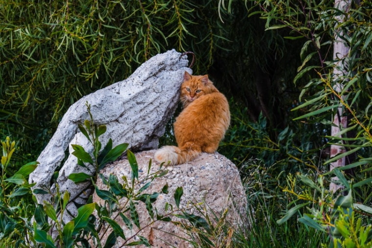 野猫在岩石上