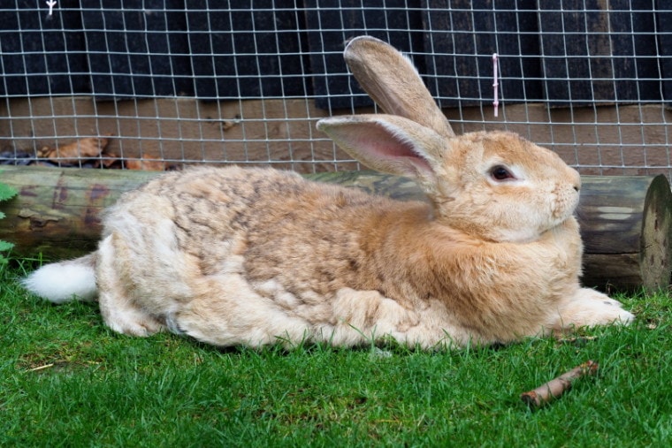 佛兰德巨型兔子躺在草地上