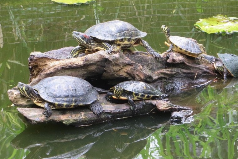 小组海龟