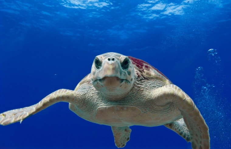 Loggerhead海龟游泳