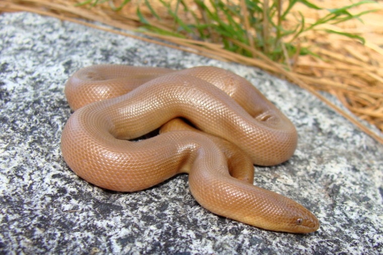 橡胶蟒蛇蛇