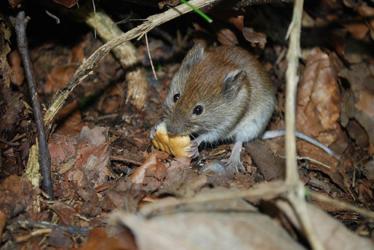 野鼠在树林里吃饭