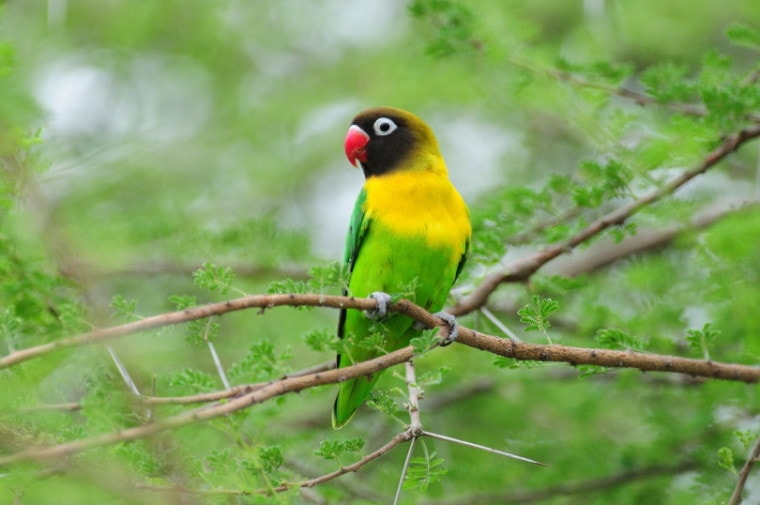 黄色领的爱鸟栖息在树上