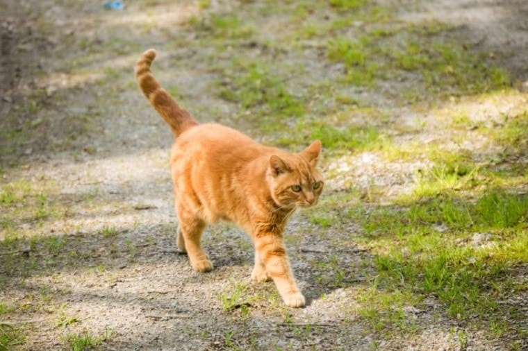 美国多趾猫在外面散步