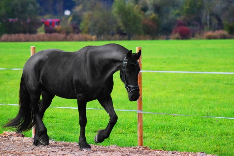 黑马走在篱笆上